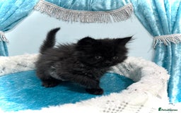 Persian cats for sale: Doll faces Persian ❌  - Image 16