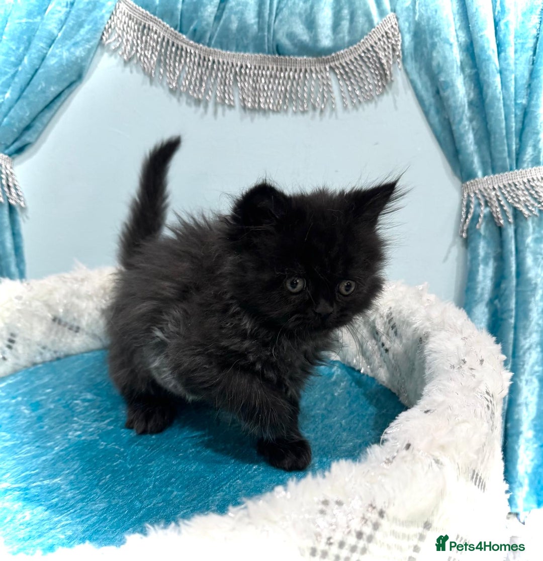 Persian cats for sale: Doll faces Persian ❌  - Image 16