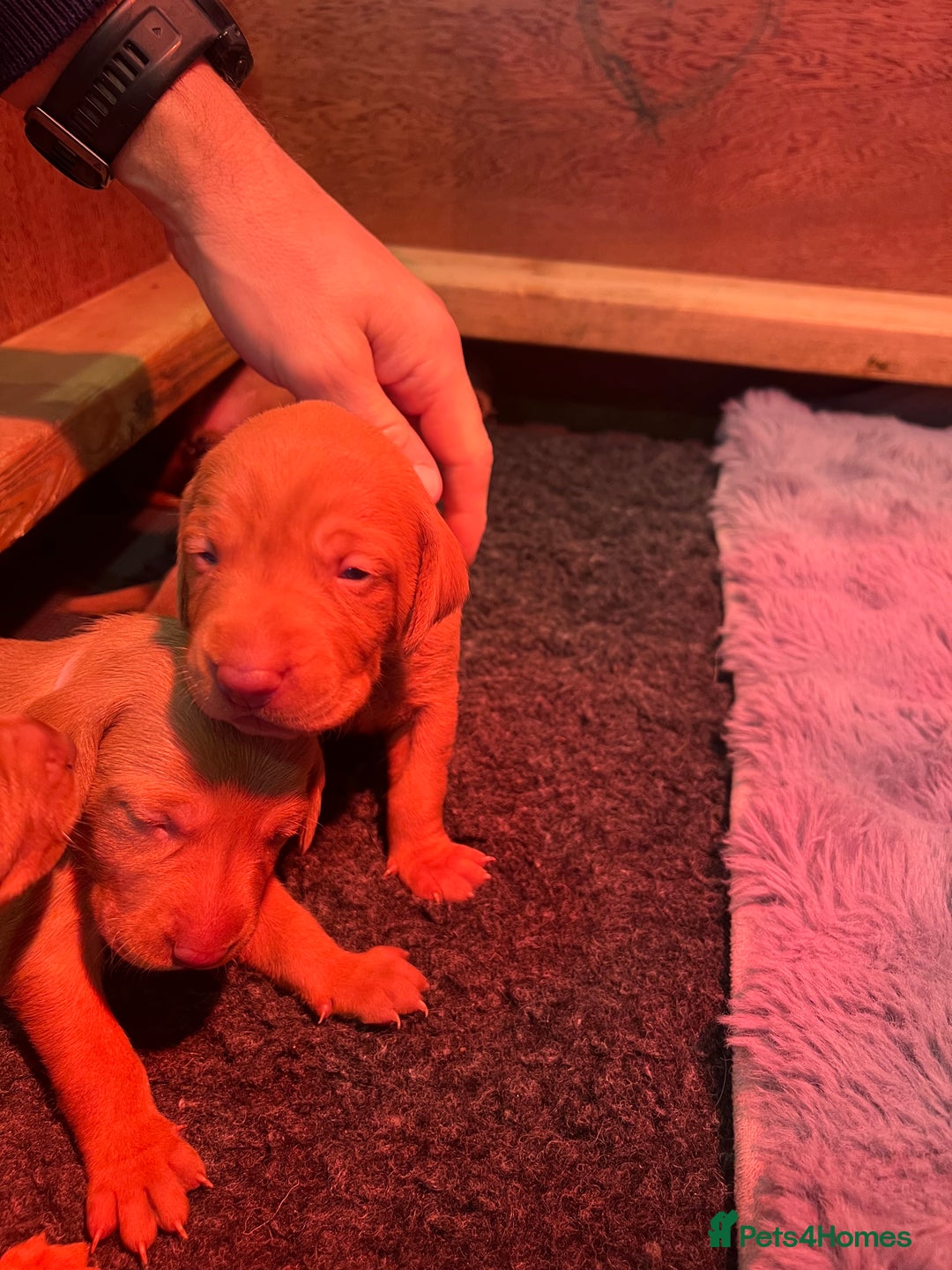 Hungarian Vizsla dogs for sale: Hookside x Skyrocket - Advert 18