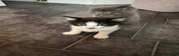 Mixed Breed cats for sale: Beautiful Friendly Mixed Breed Kittens  - Advert 3