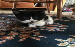 Mixed Breed cats for sale: 2 beautiful kittens  - Image 20