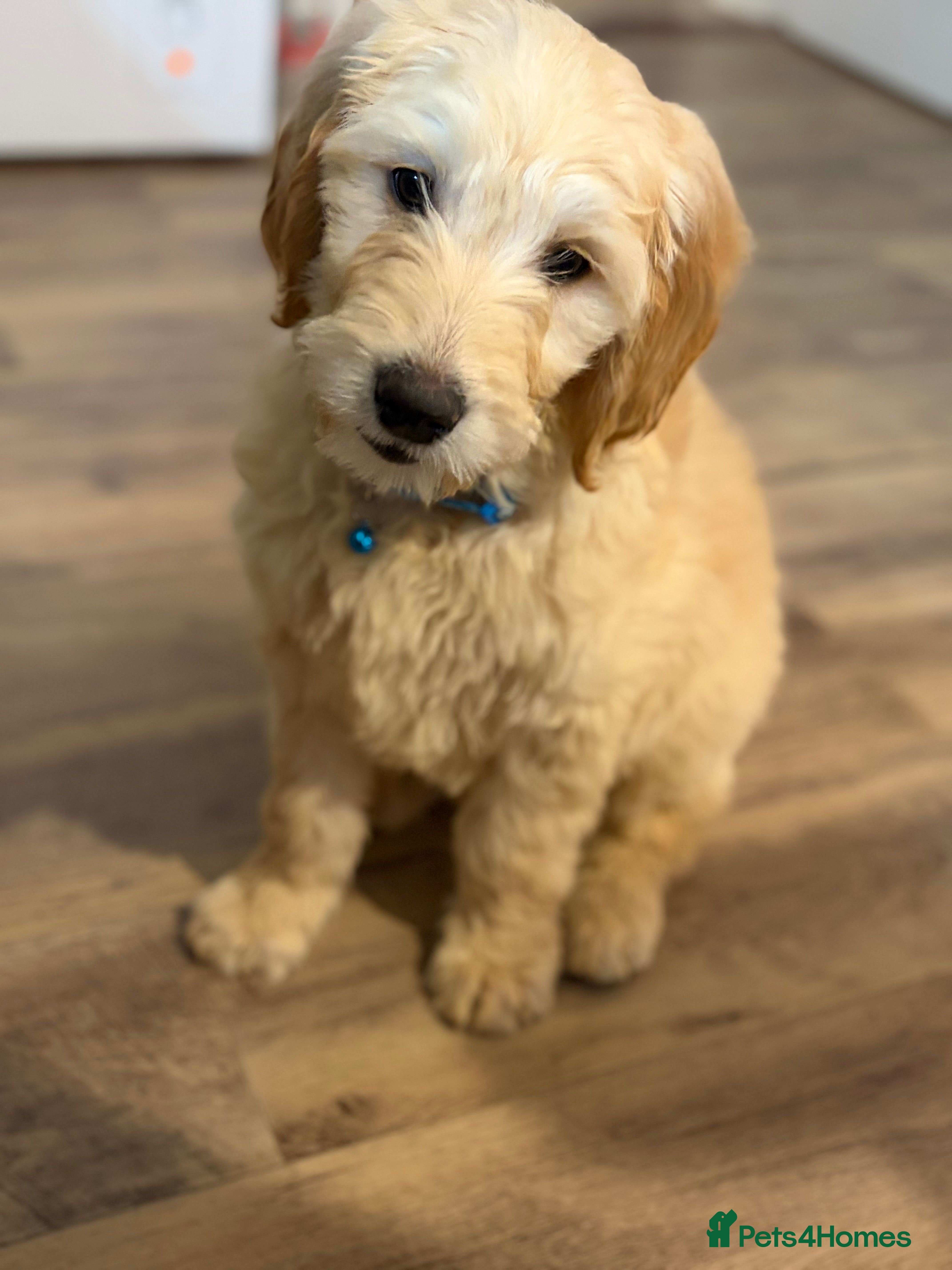 Golden Retriever dogs Golden Retriever Puppy – 9 Weeks Old in London - Advert 1