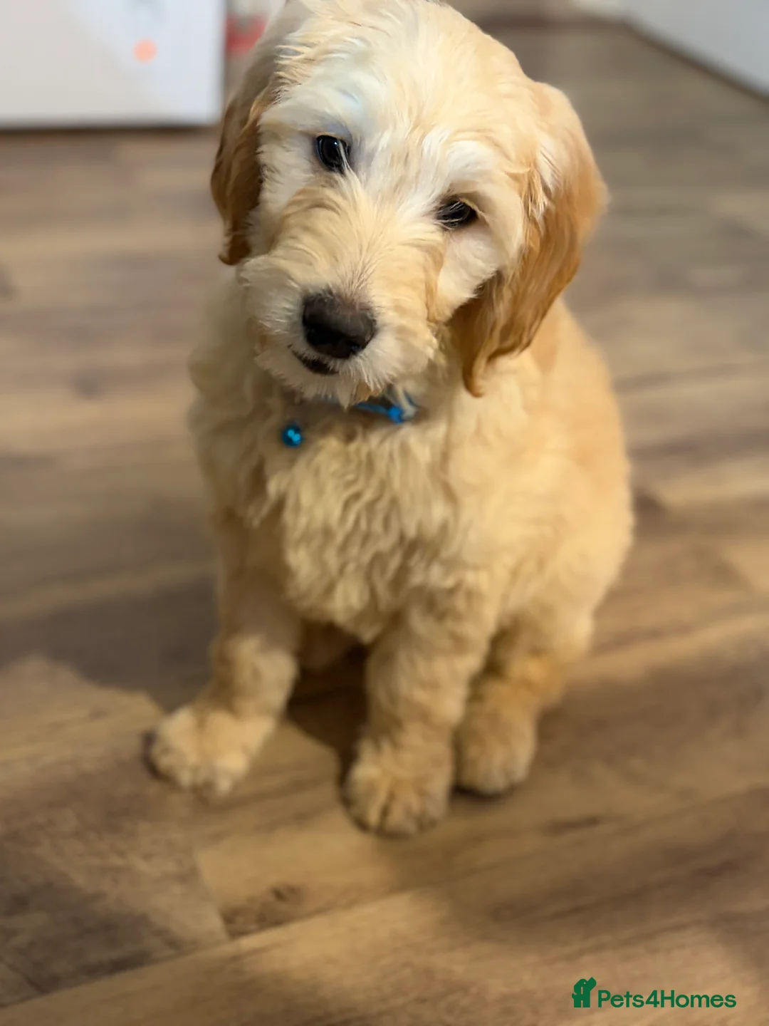 Golden Retriever dogs for sale: Golden Retriever Puppy – 9 Weeks Old in London - Advert 1