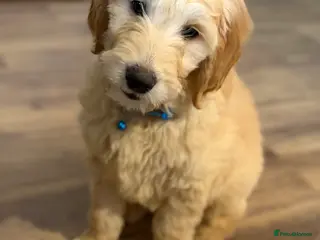 Golden Retriever dogs Golden Retriever Puppy – 9 Weeks Old in London - Advert 1