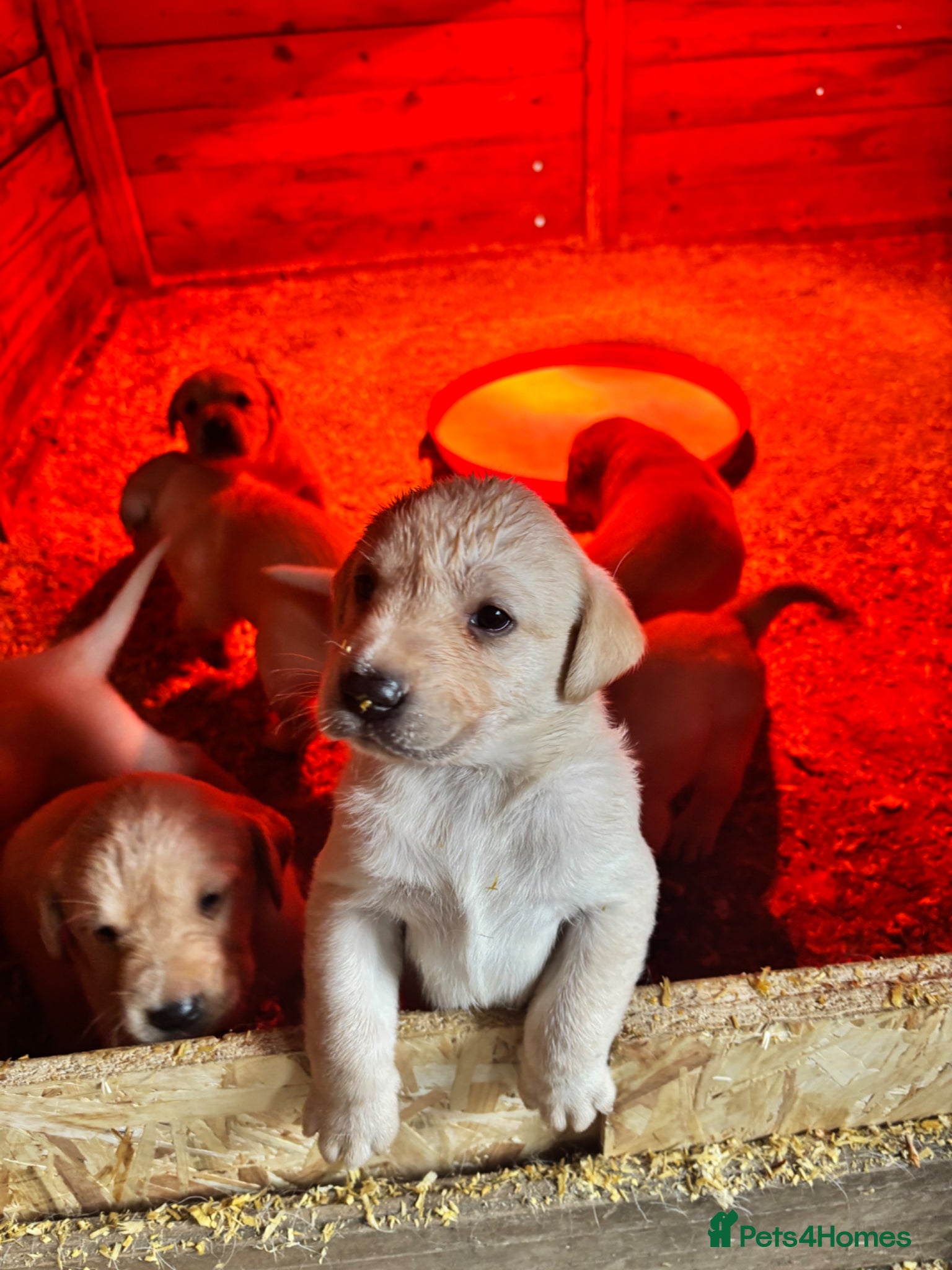 Labrador Retriever dogs 8 adorable Puppies for sale  - Advert 1