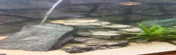 Other/Mixed Breed fish for sale: Various fish  in Grantham - Advert 3