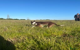 Border Collie dogs for sale: Female border collie  - Image 2
