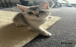 Scottish Fold cats for sale: Scottish fold/straight kittens (girls) - Image 10