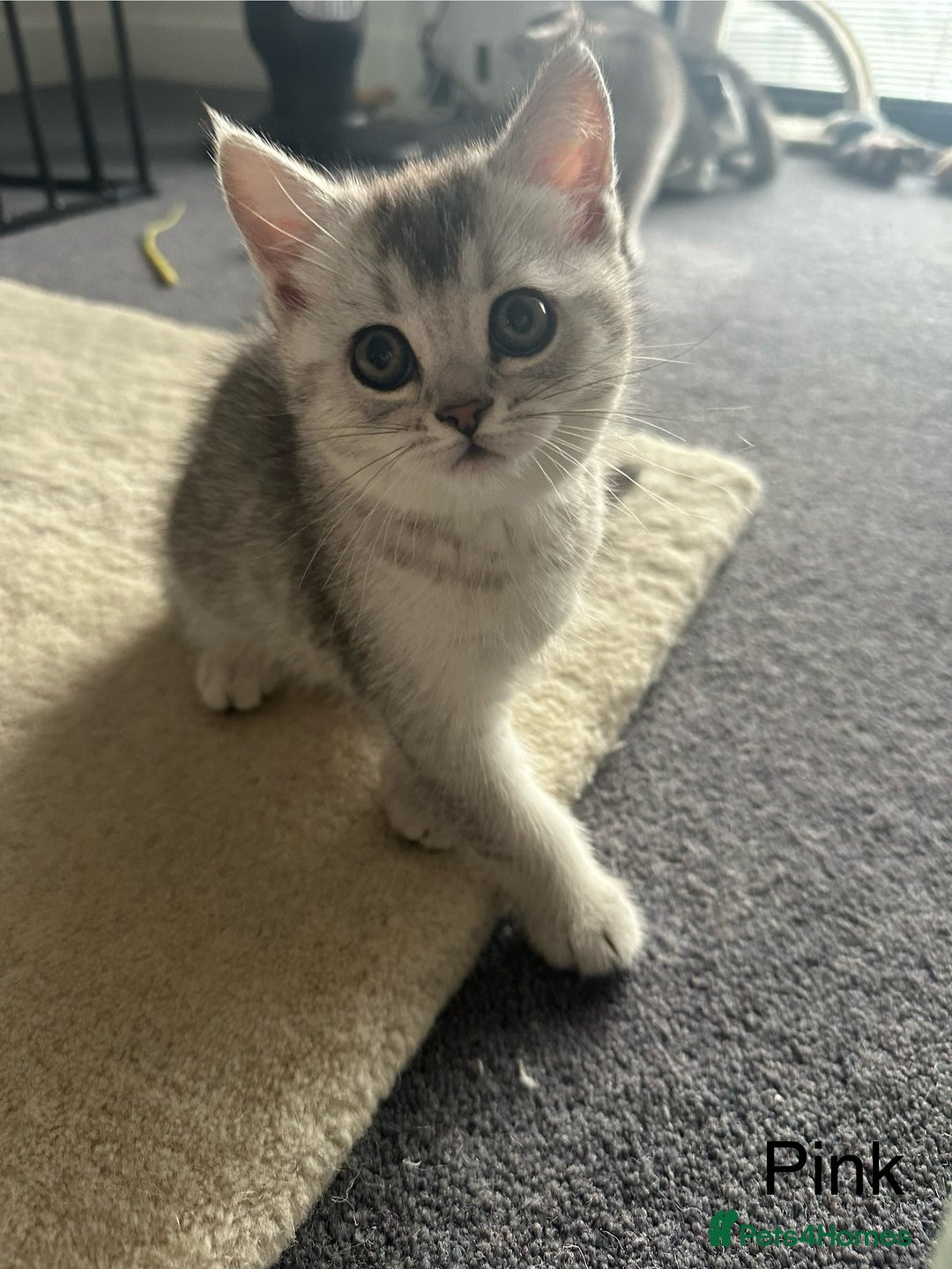 Scottish Fold cats for sale: Scottish fold/straight kittens (girls) - Image 10