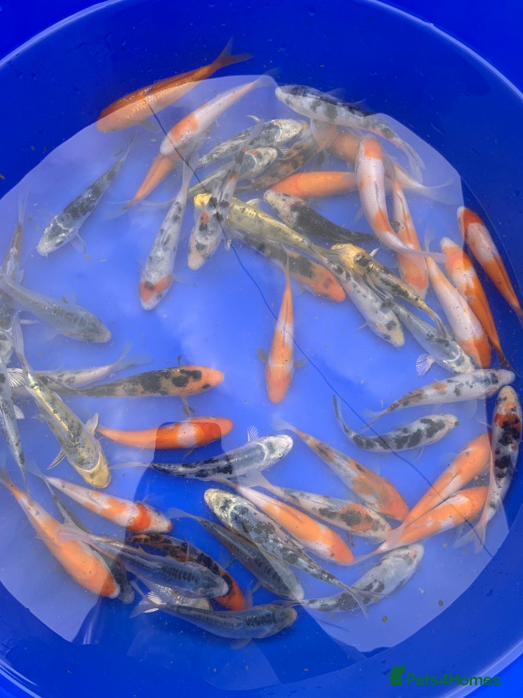 Koi Carp fish for sale: Koi Carp  - Image 5