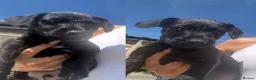 Patterdale Terrier dogs for sale: Fell terriers  - Advert 2