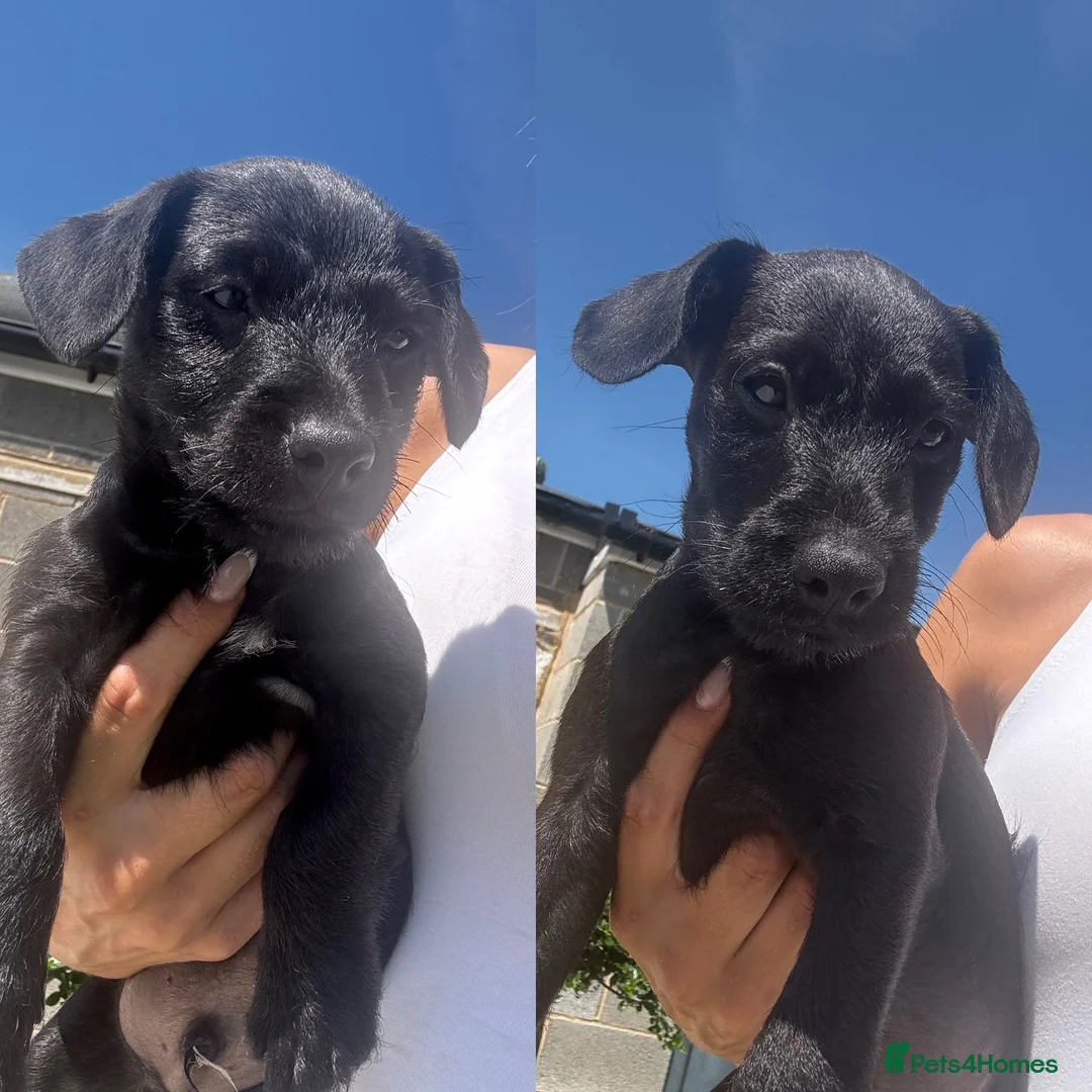Patterdale Terrier dogs for sale: Fell terriers  - Advert 2