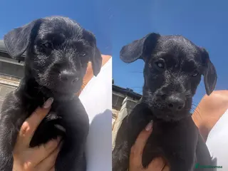 Patterdale Terrier dogs Fell terriers - Advert 1