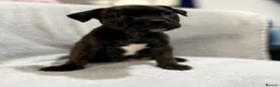 Staffordshire Bull Terrier dogs for sale: King Fury Puppies  in Liverpool - Advert 5