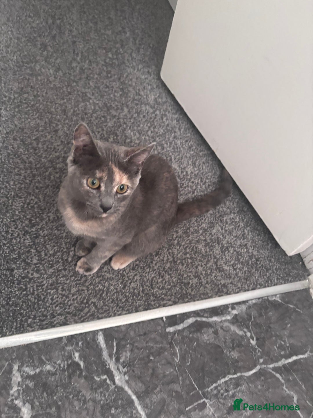 Mixed Breed cats for sale: Cute kitten for sale  - Advert 2