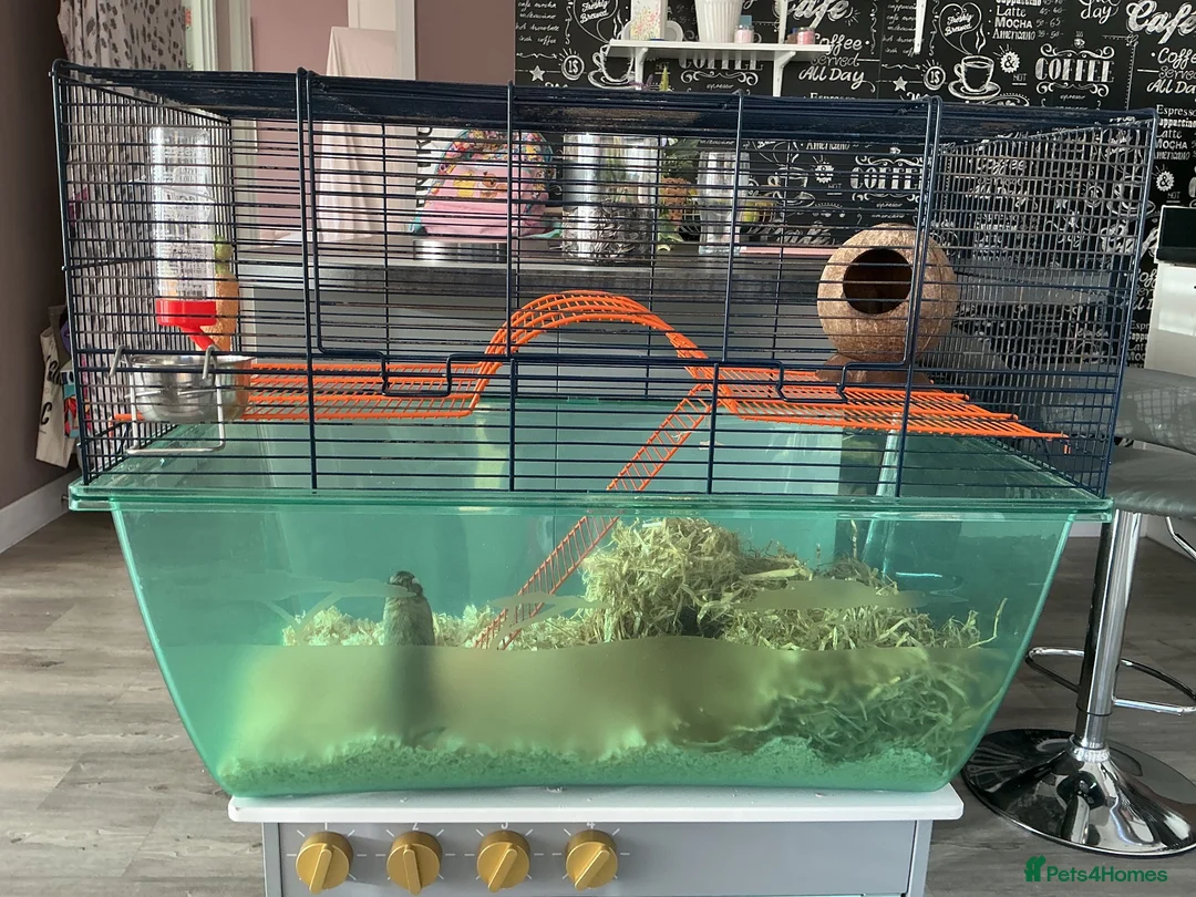 Gerbil rodents for sale: Female gerbil and cage for sale - Advert 2