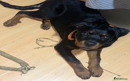 Rottweiler dogs for sale: 1 boy 5 months Rottweiler pup - Image 2