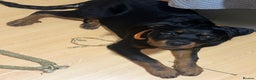 Rottweiler dogs for sale: 1 boy 5 months Rottweiler pup - Advert 2