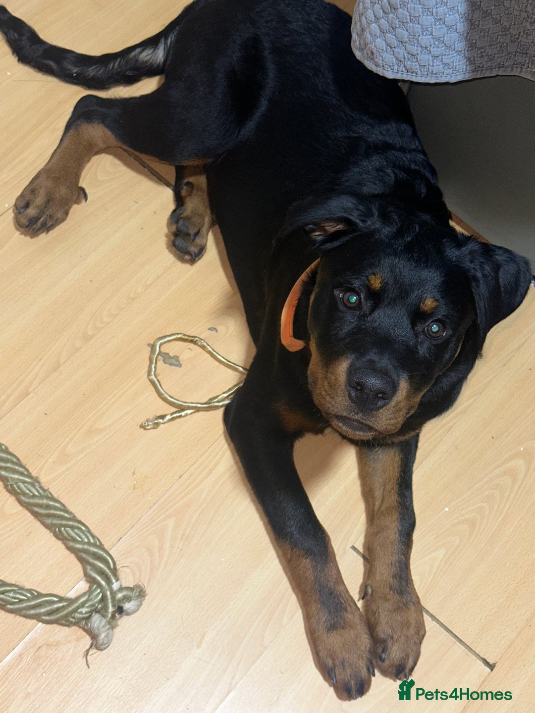Rottweiler dogs for sale: 1 boy 5 months Rottweiler pup - Image 2