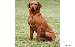 Labrador Retriever dogs for stud: KC REG FULLY HEALTH TESTED WORKING DARK RED STUD in Hawes - Image 22