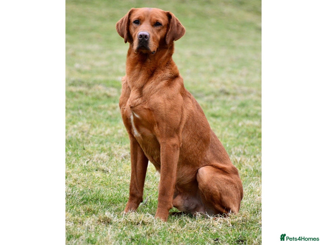 Labrador Retriever dogs for stud: KC REG FULLY HEALTH TESTED WORKING DARK RED STUD in Hawes - Image 22