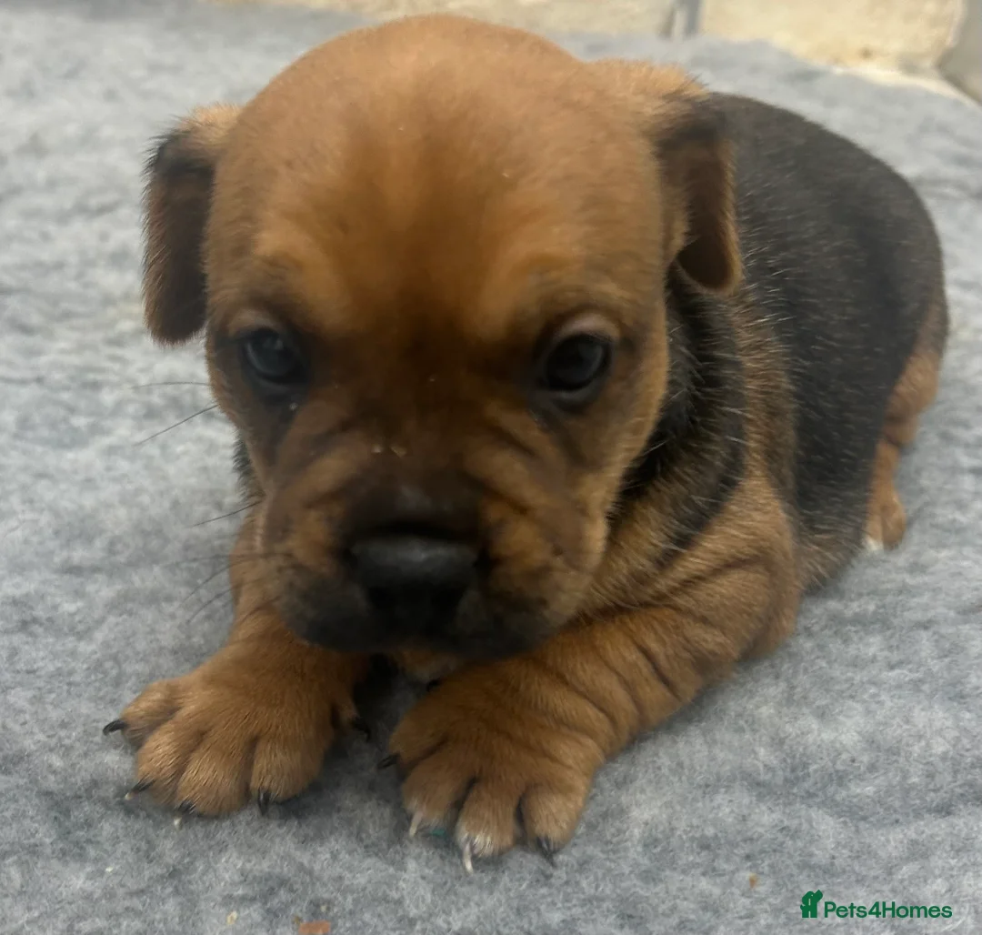 Mixed Breed dogs for sale: Jack Russell x French bulldog  - Advert 14
