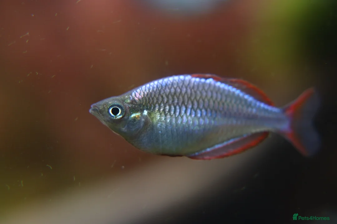 Rainbow Fish fish for sale: Neon Dwarf Rainbows  - Advert 2