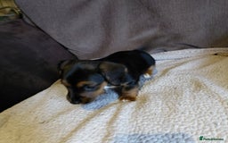 Mixed Breed dogs for sale: Dachshund x jack russle - Image 3