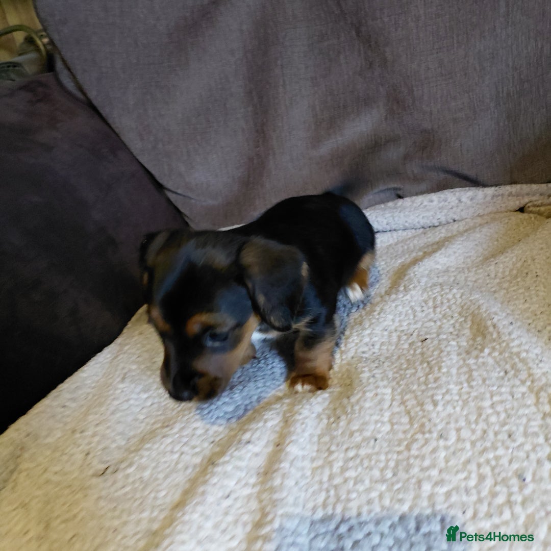 Mixed Breed dogs for sale: Dachshund x jack russle - Image 3