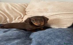 Dachshund dogs for sale: Mini Dachshund long haired  - Image 9
