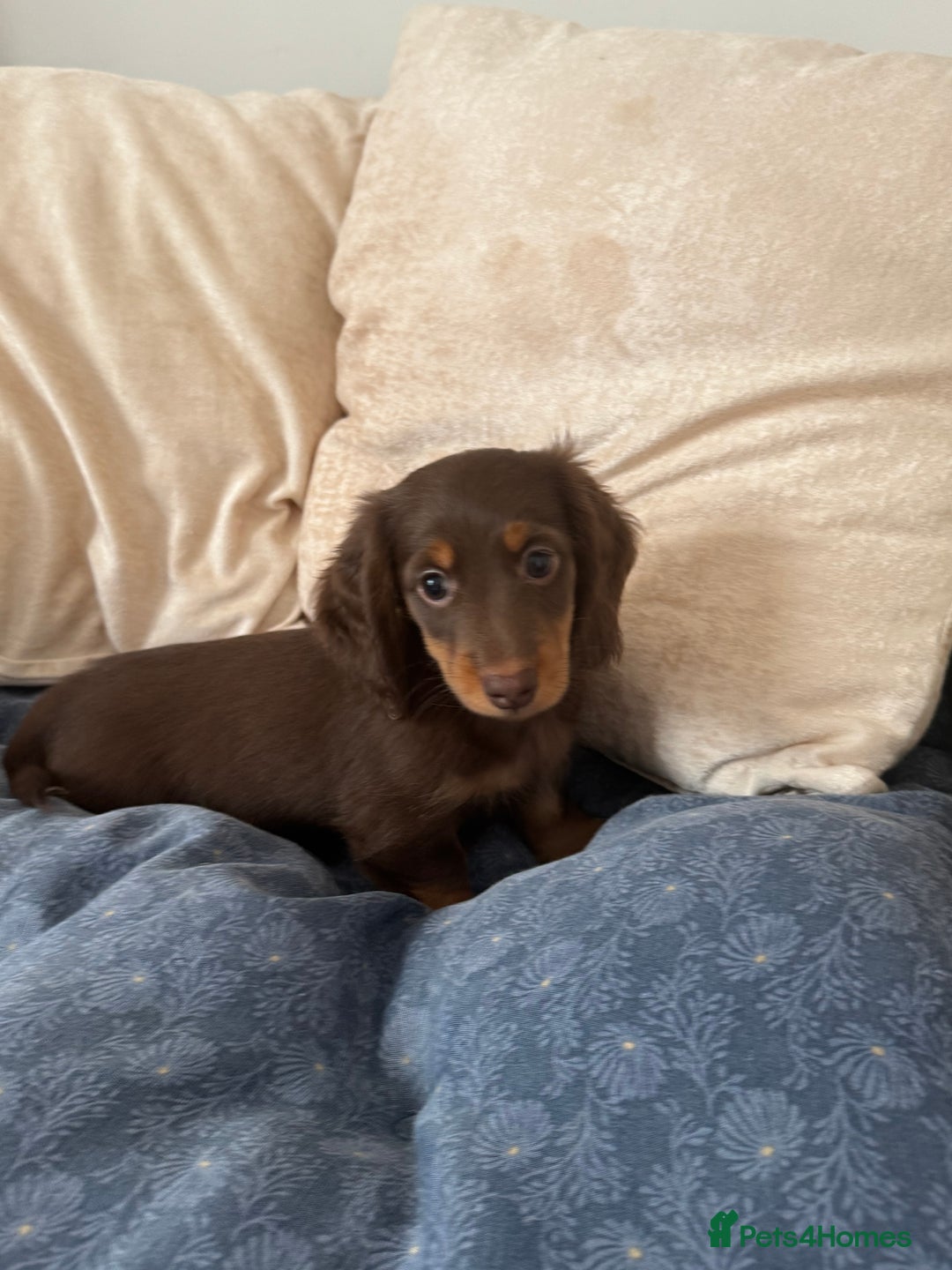 Dachshund dogs for sale: Mini Dachshund long haired  - Image 9