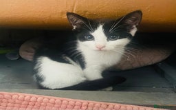 Mixed Breed cats for sale: Beutiful kittens for sale - Image 19
