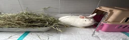 Mixed Breed rabbits for sale: Beautiful Rabbits Looking for Loving Homes 🐰 - Advert 7