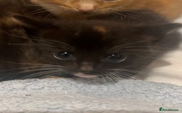 Mixed Breed cats for sale: Main coon mix kittens - Image 13