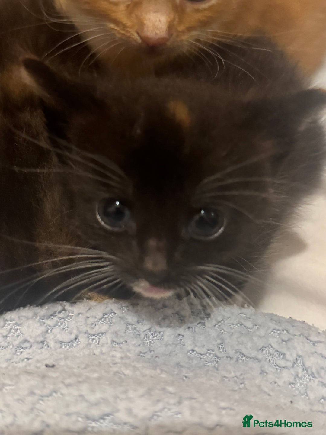 Mixed Breed cats for sale: Main coon mix kittens - Image 13
