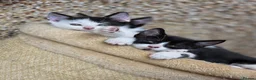 Mixed Breed cats for sale: Mixed breed kittens - Advert 4