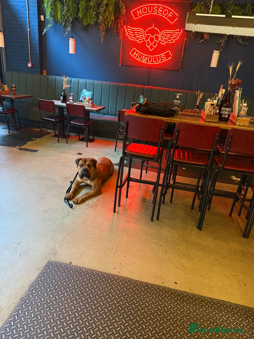 Boerboel dogs for sale: Phenomenal Boerbel - Advert 5