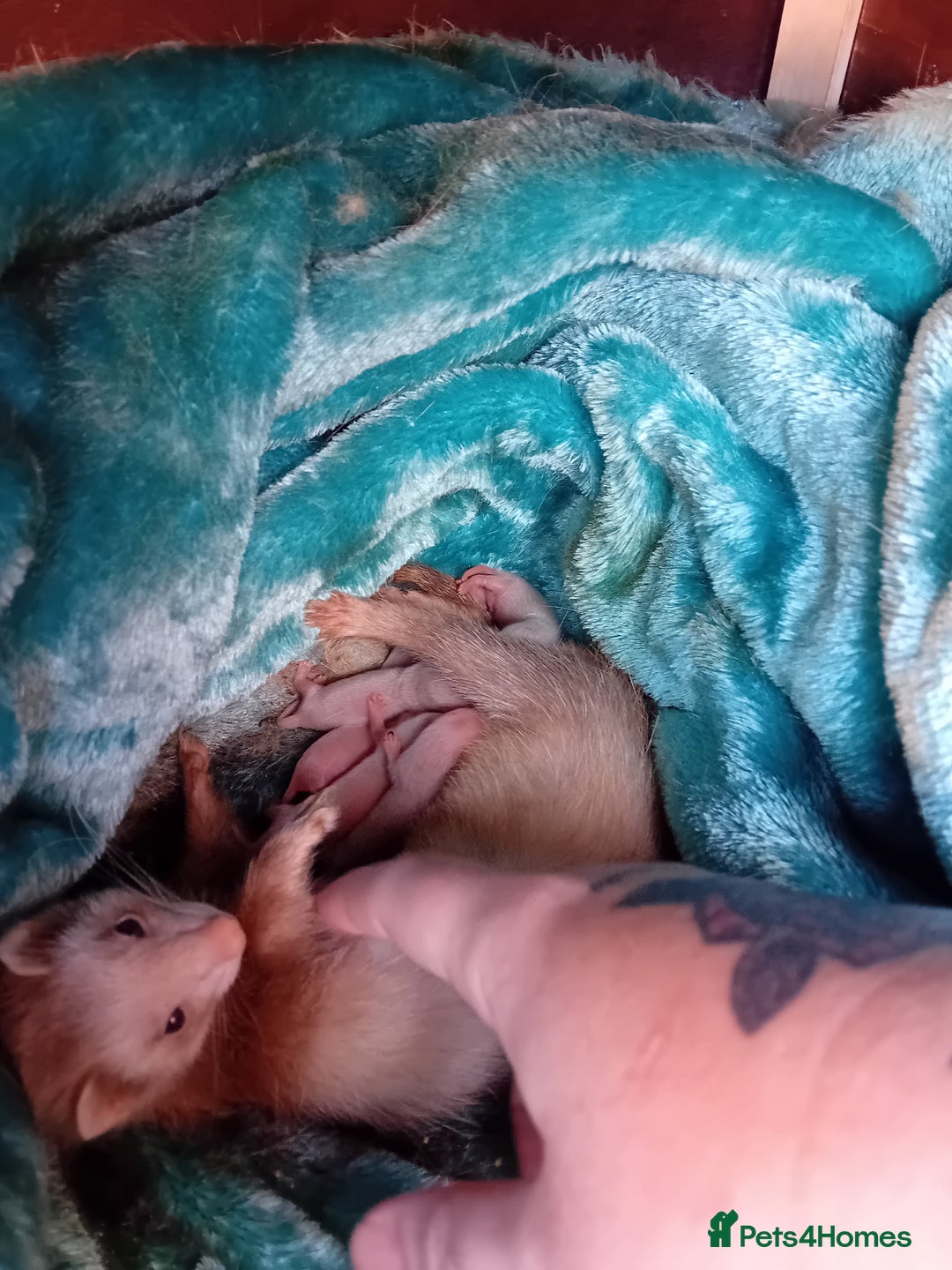 Ferret rodents for sale: 2 jill micros ready to leave  - Image 8