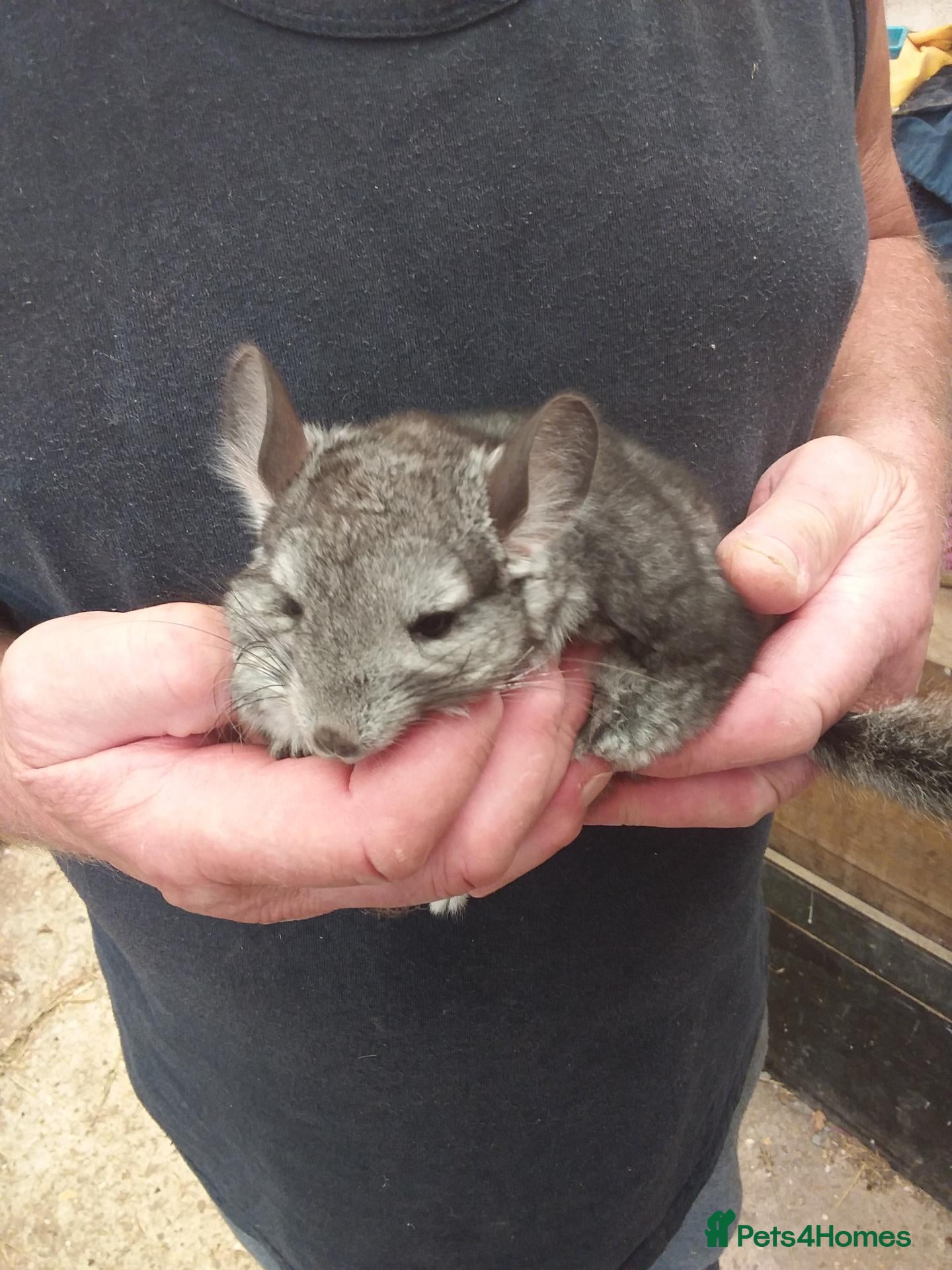 Chinchilla rodents Standard twins - Advert 1