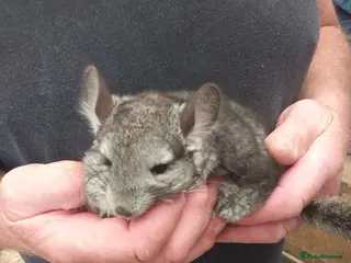 Chinchilla rodents Standard twins - Advert 5