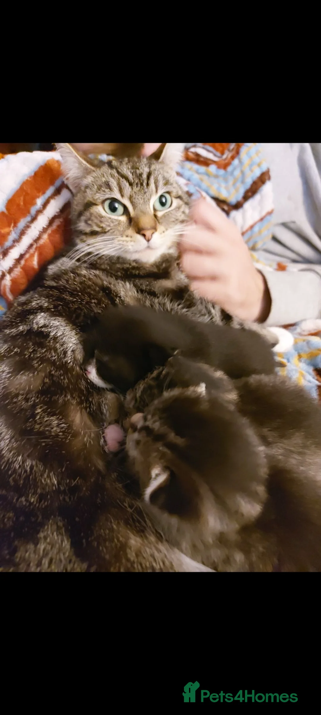 Mixed Breed cats for sale: 3 cute kittens for loving home - Advert 30