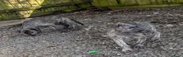 Deerhound dogs for sale: Deerhound/wolfhound pups - Advert 6