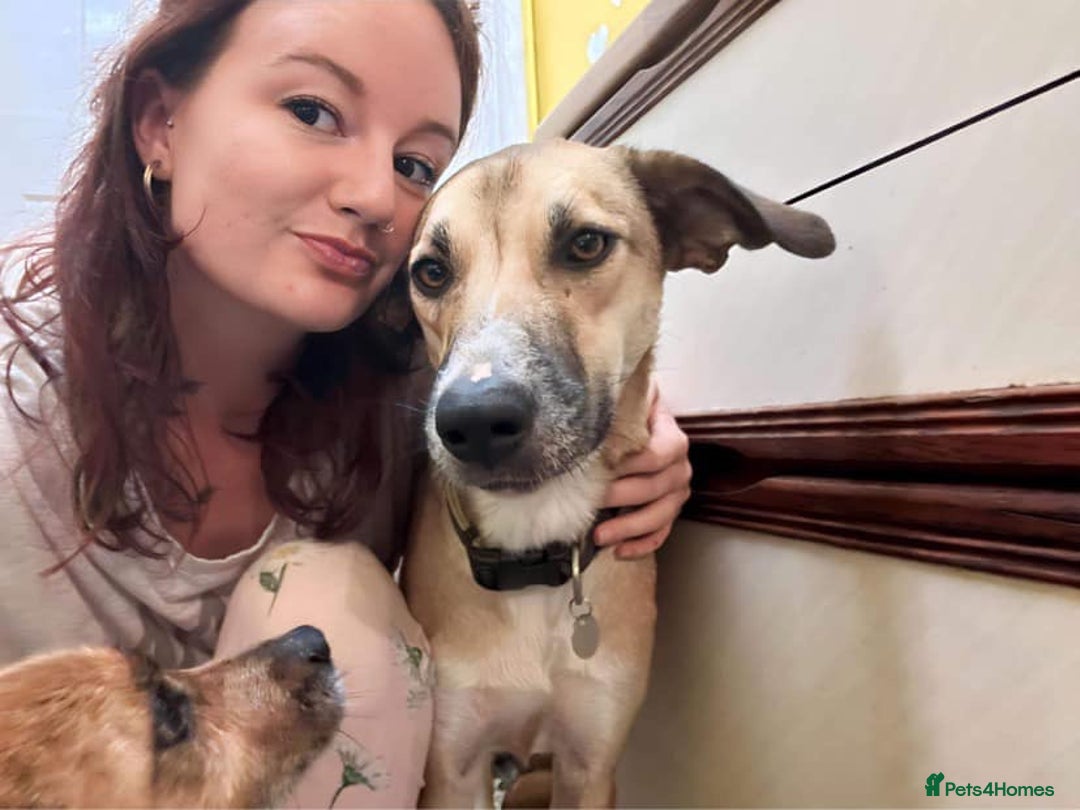 Mixed Breed dogs for adoption: Sara - Norwich Norfolk  - Image 27