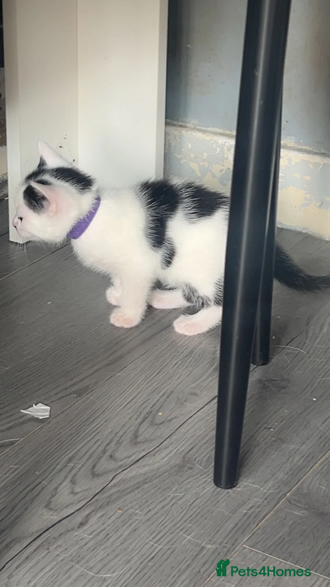 Khao Manee cats for sale: Mix khao Manee  in Reading - Advert 25