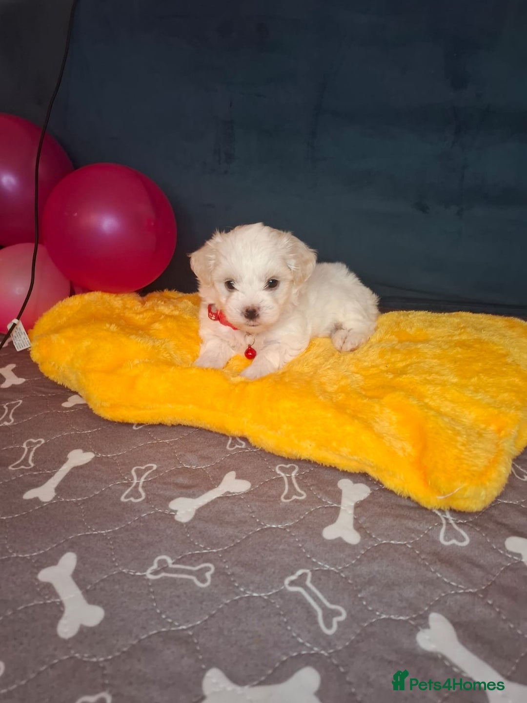 Bichon Frise dogs for sale: Bichon Frise  - Image 10