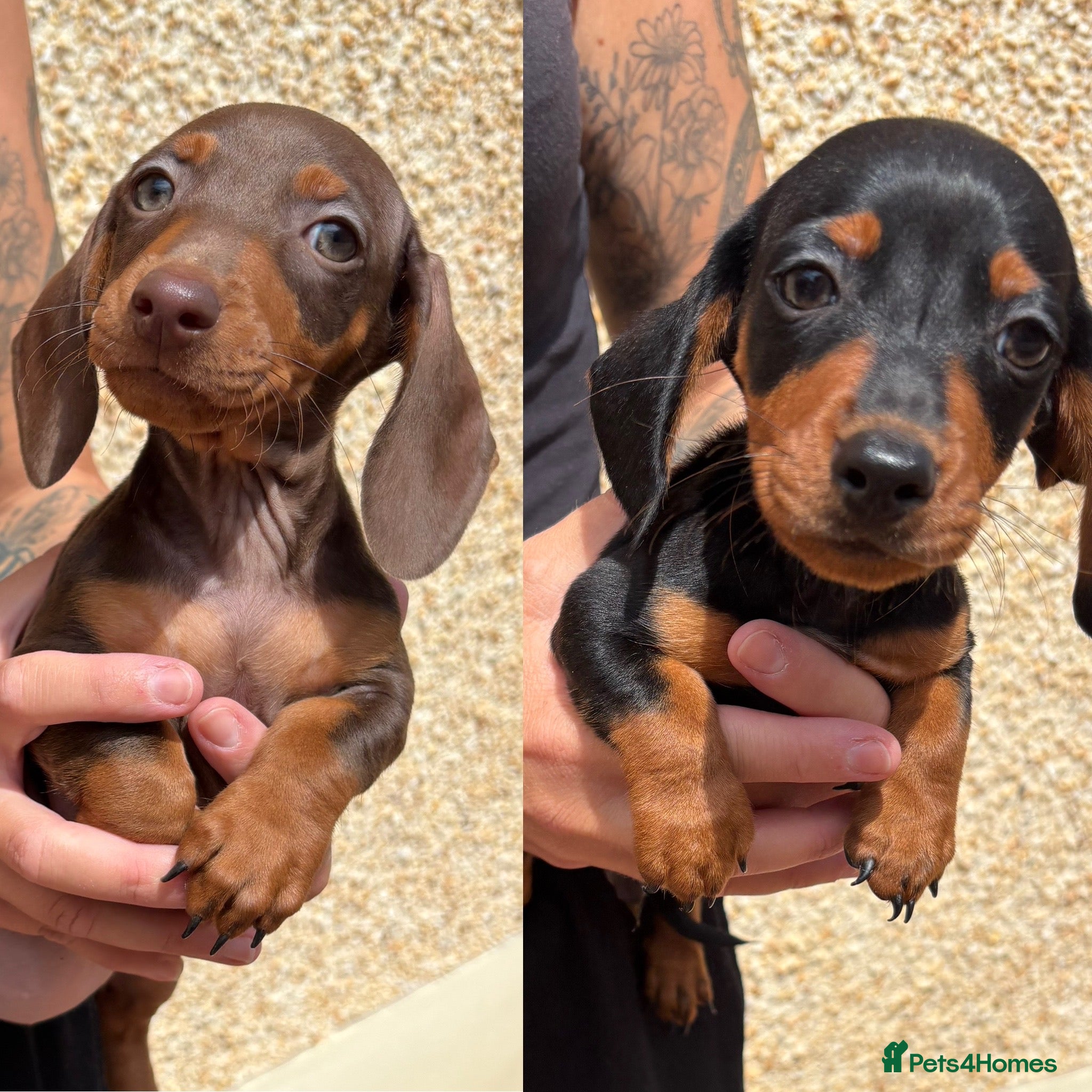 Miniature Dachshund dogs Reduced ! Last 2 Purebred Miniature Dachshunds  - Advert 11
