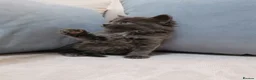 Maine Coon cats for sale: Beautiful Maine Coon Kittens  - Advert 9