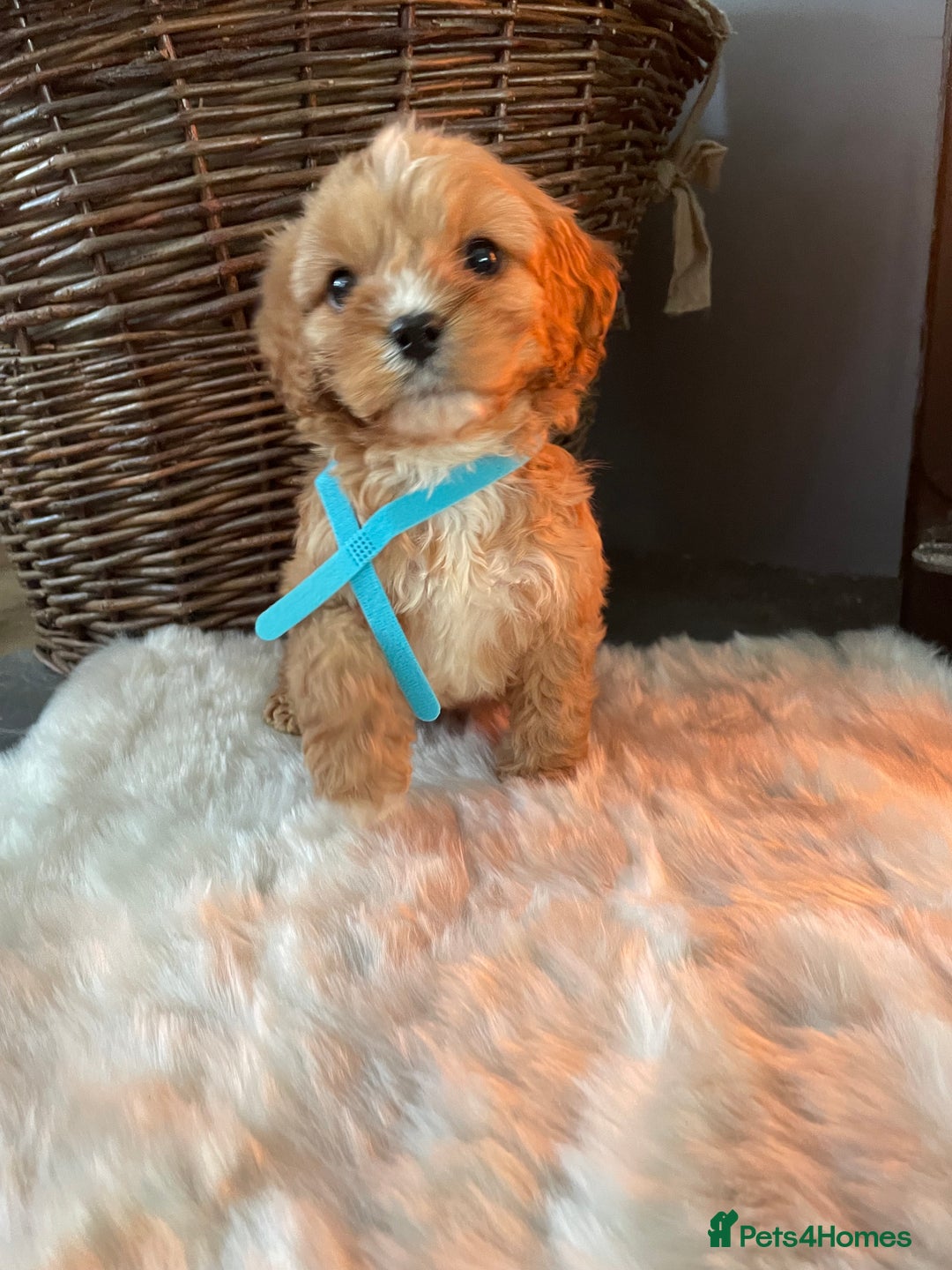 Cavapoo dogs for sale: Gorgeous Cavapoo Puppies - Advert 12