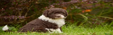 Spanish Water Dog 5