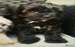 Yorkshire Terrier dogs for sale: Yorkies  - Image 29